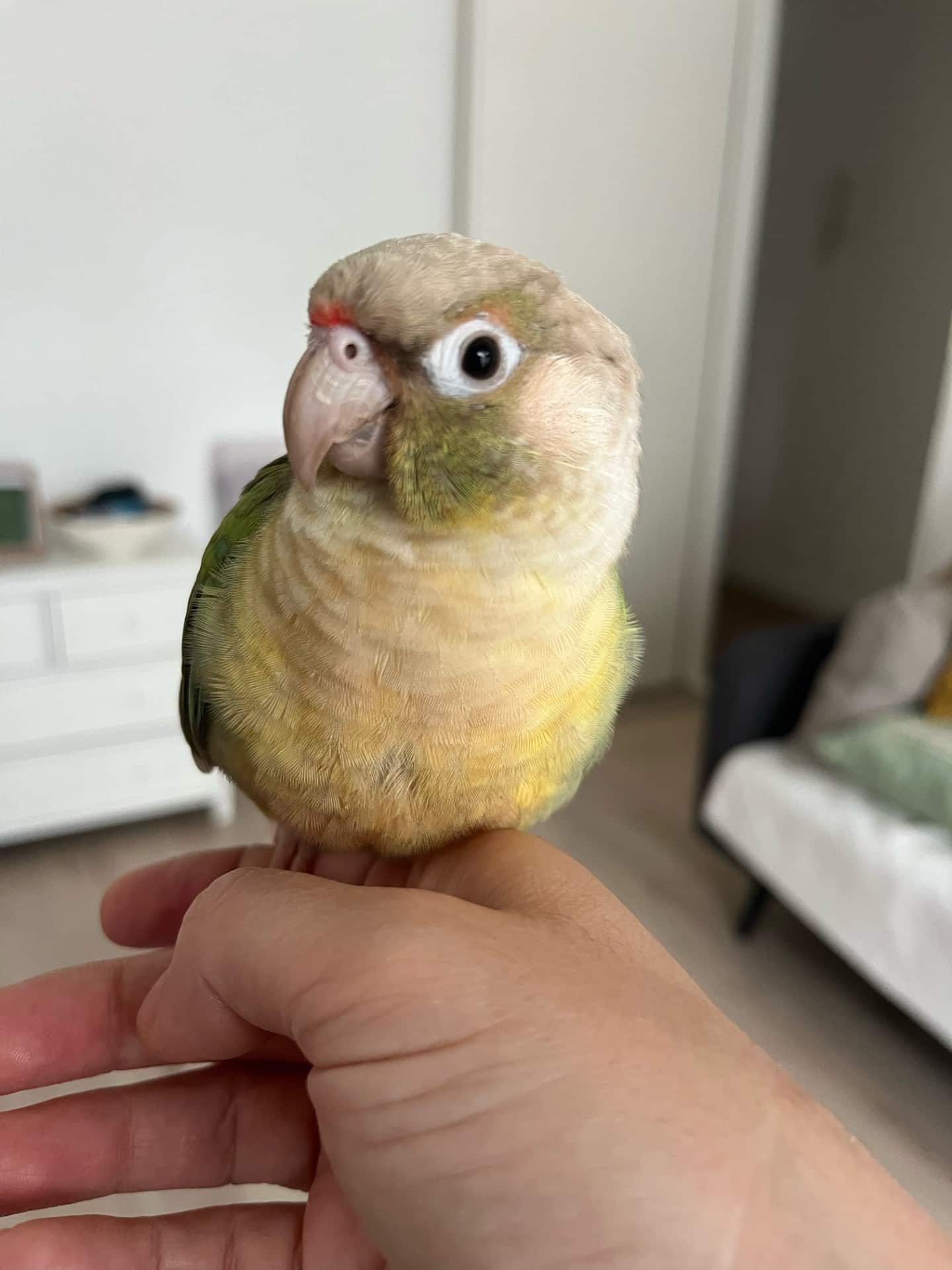 Morshi (herplaatst) | Hope for Wings