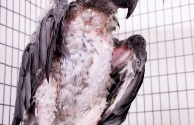 Verenplukken en veerbeschadigend gedrag bij papegaaien 