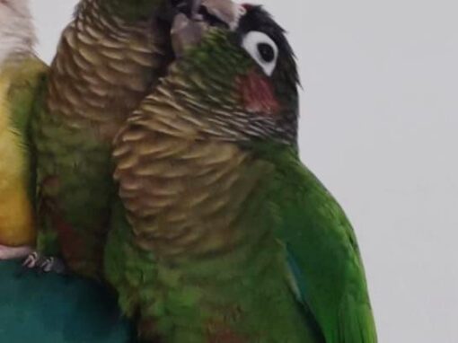 Rappie & Bonnie