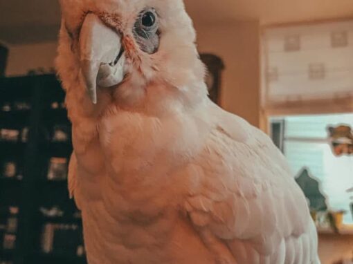 Bea