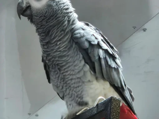 Paco (gereserveerd)