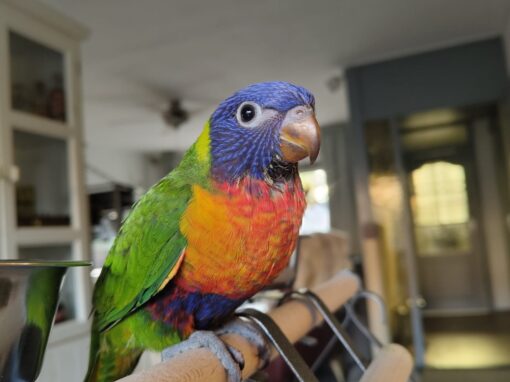 Lori