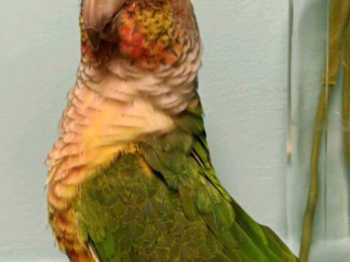 Chico Pyrrhura