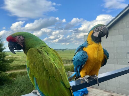 Bobbie & Cloë