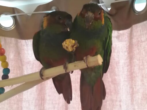 Kyra & Rocky