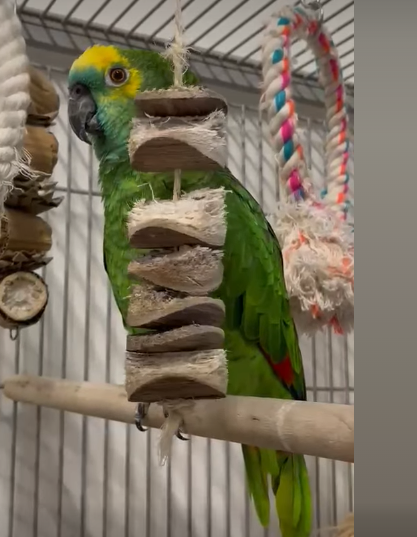 Jopie
