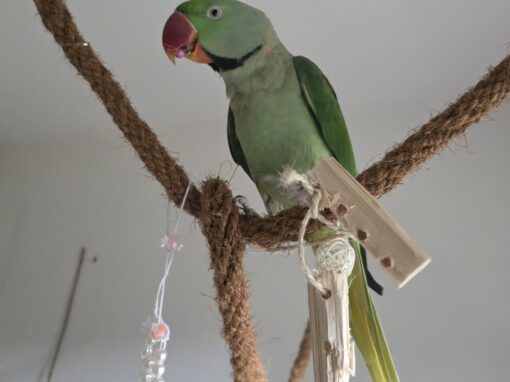Luca