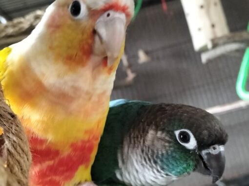 Phoenix & Furby
