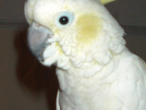 Romy