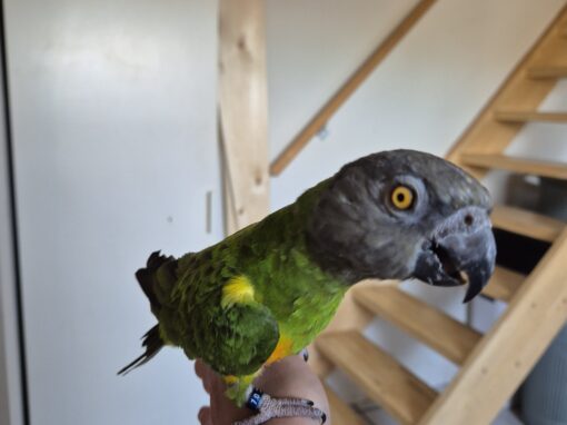 Rocky BB
