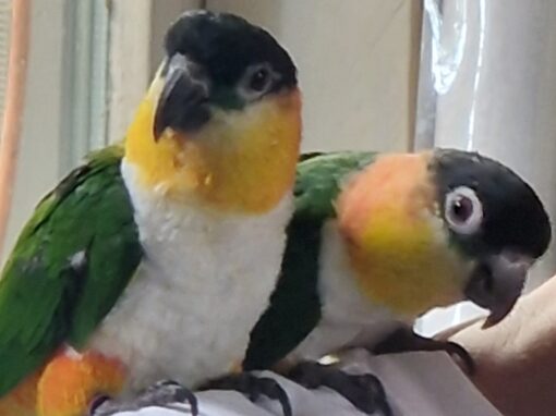 Rex & Luna