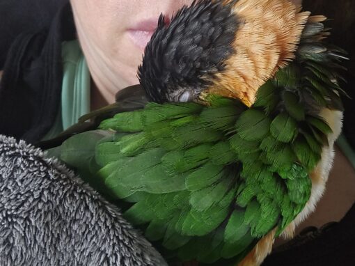 Paco