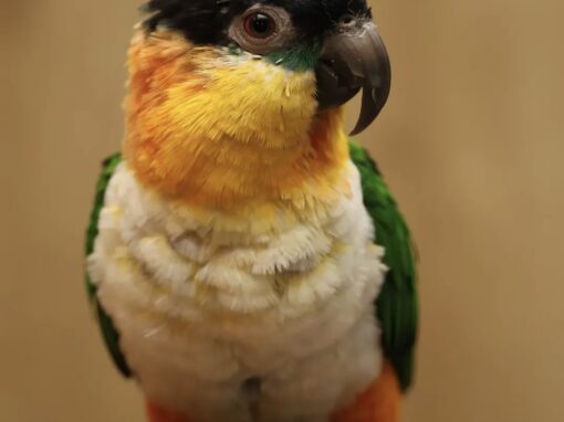 Cai