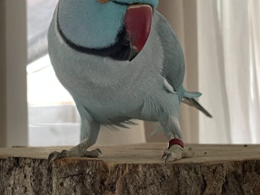 Rocco, halsbandparkiet