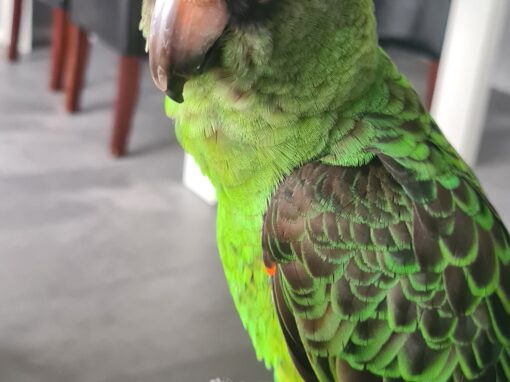 Sammy