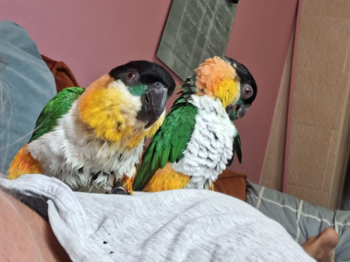 Sid & Sunny