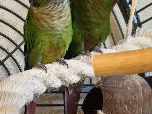 Mango & Kiwi