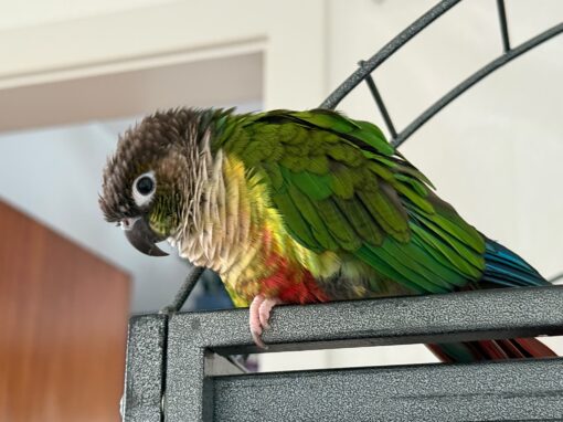 Coco, Pyrrhura