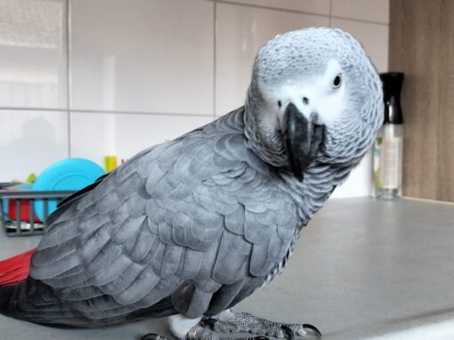 Japie