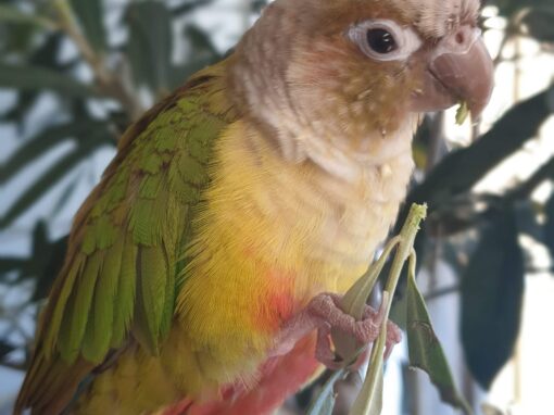 Kees
