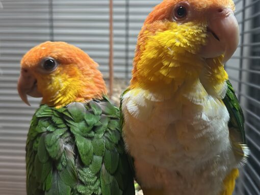 Floki & Mango