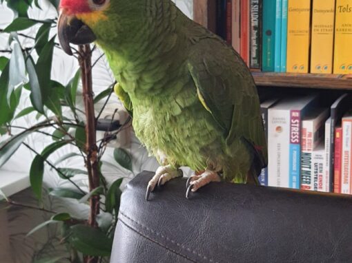 Rico