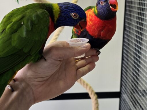 Robbie & Skittles