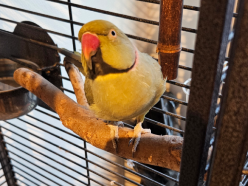 Kiwi