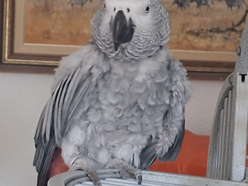 Koekoe